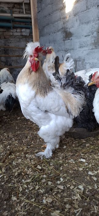 Куры брамы светлые и темные