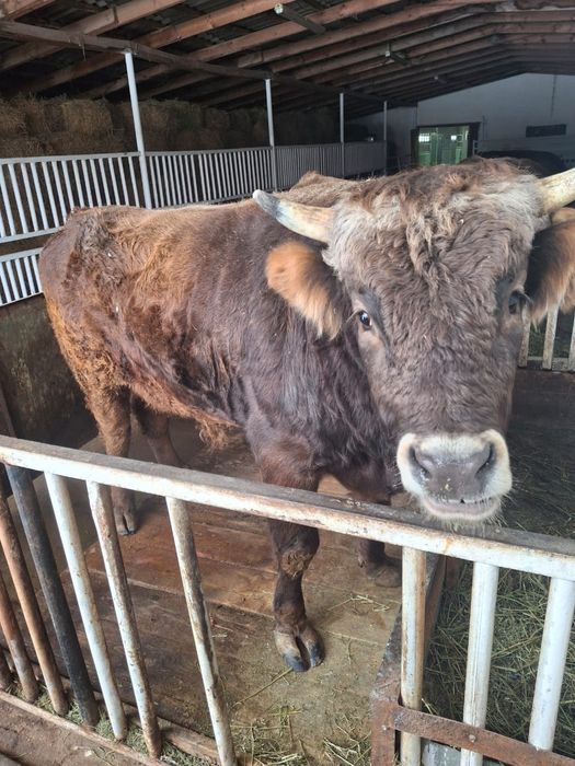 Бык бычок почти 2года