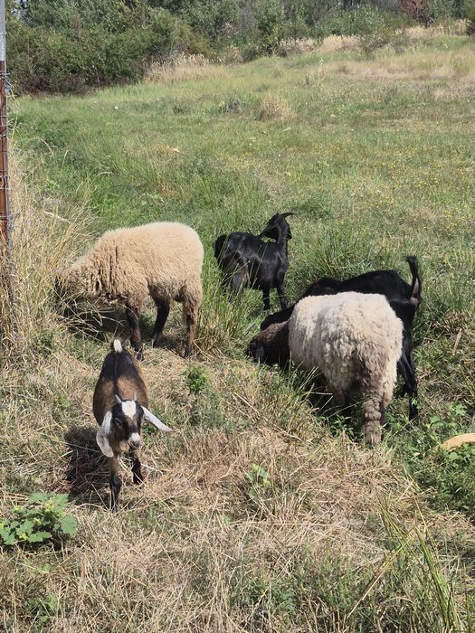 Vând capre anglo nubiane