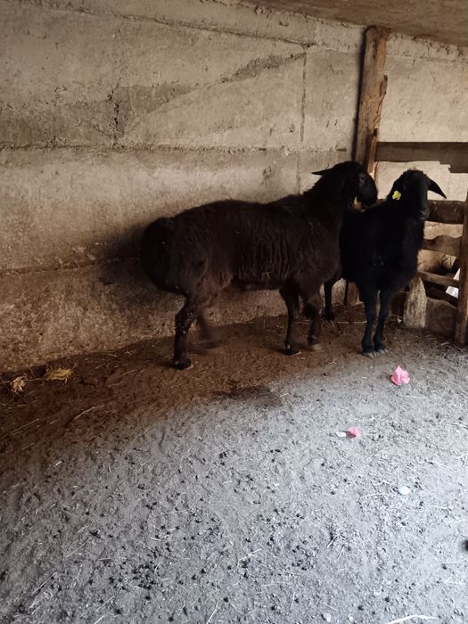 Кошкар сатылады дены сау