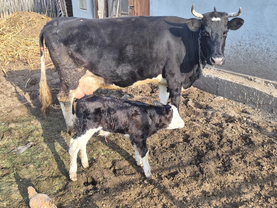 Vând vacă cu vițel