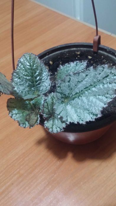 Бегония декоративнолистная