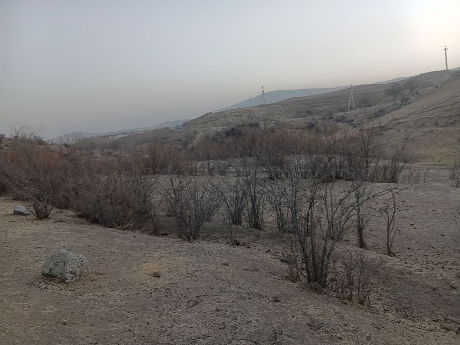 Manzarali daraxt  ko'chatlari