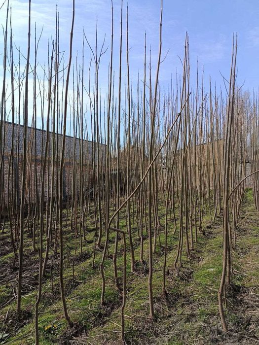 Павлония кучатлари