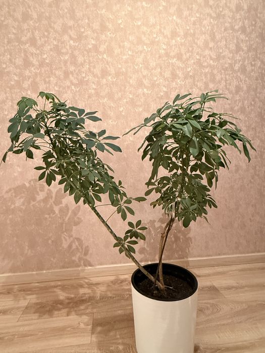 Продам шефлеру 3 ветки