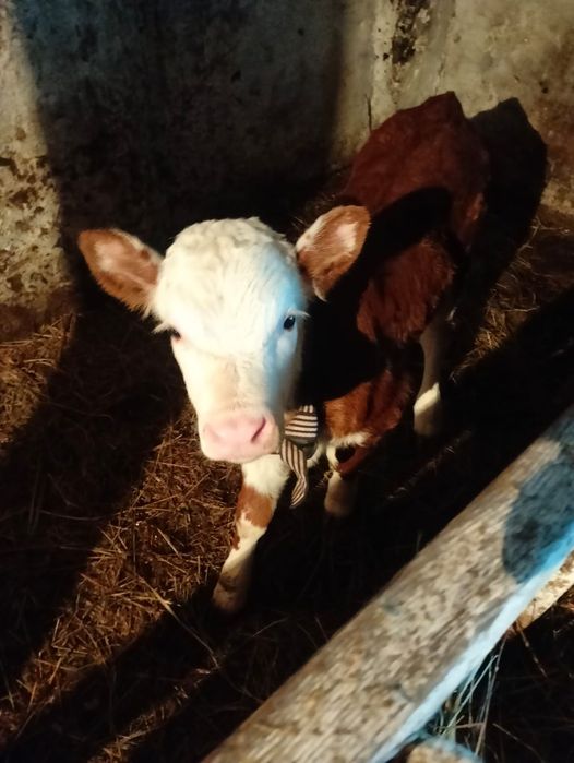 Продам 3-х телят