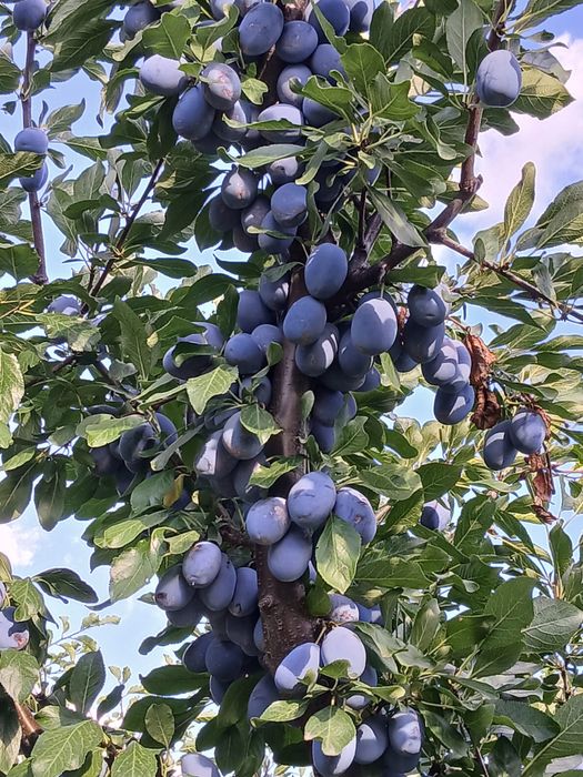 Prune pentru compot si gem