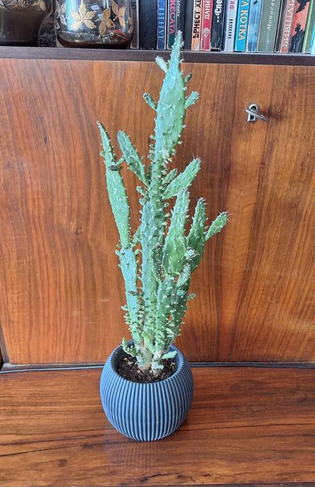 Продавам кактуси