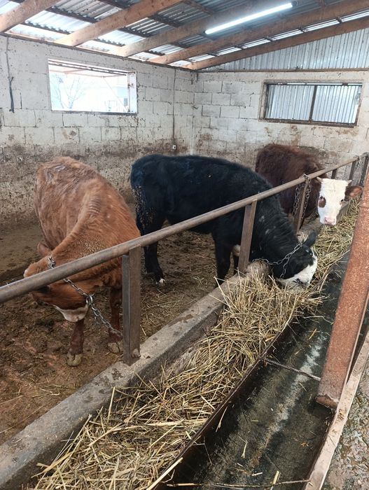 Продаются тёлки  белоголовые