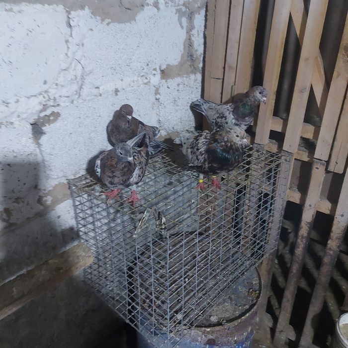 Ореховые челкары лет с игрой