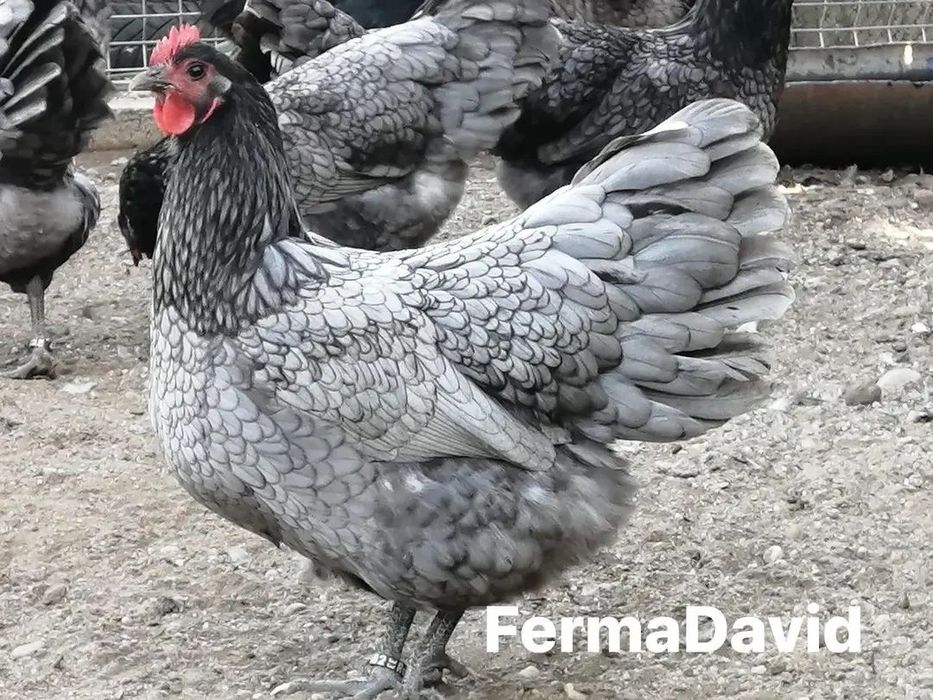 Jersi gigant tovuqlar sotiladi