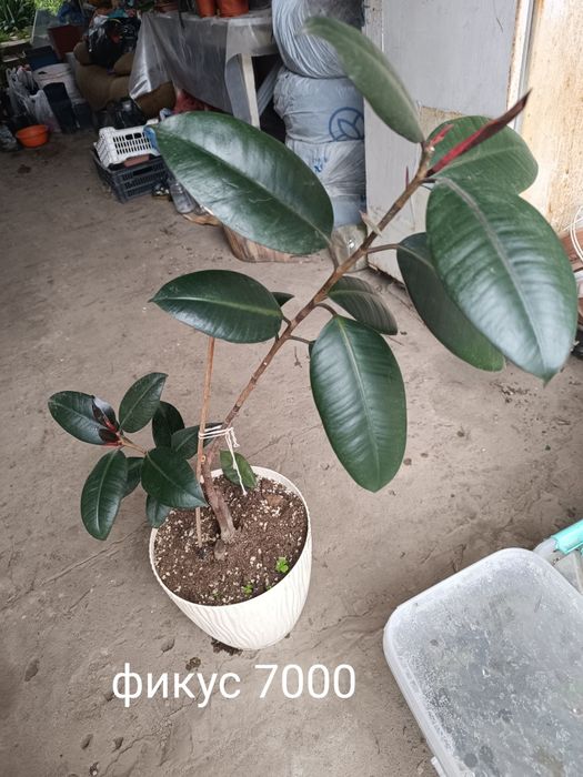 Продам фикусы срочно