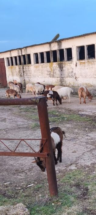 Vând 3 țapi de montă și 12 capre gestante
