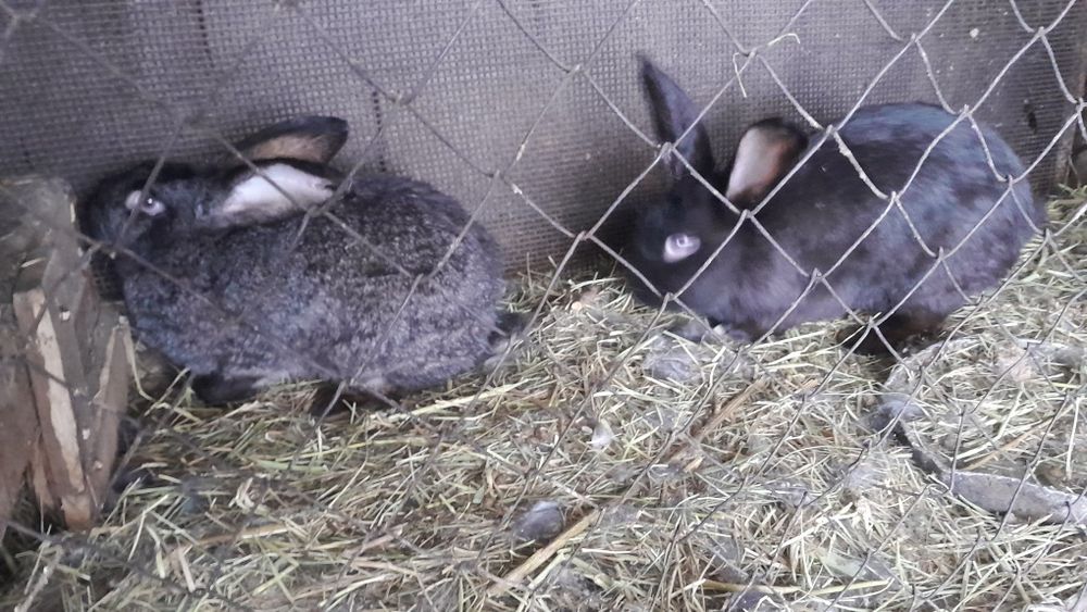 Продам кроликов 3 штуки