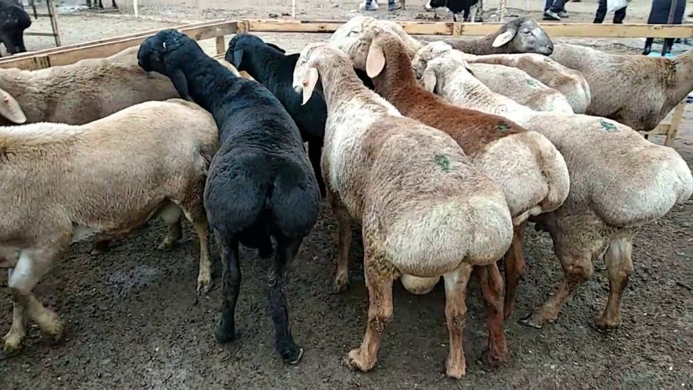 Қой. Семіз қойлар