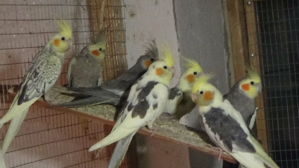 Карелла по 12000т