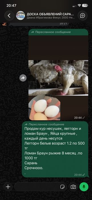 Прдам кур несушек