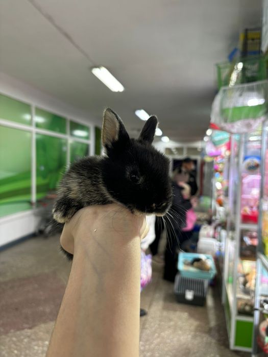 Кролики карликовые