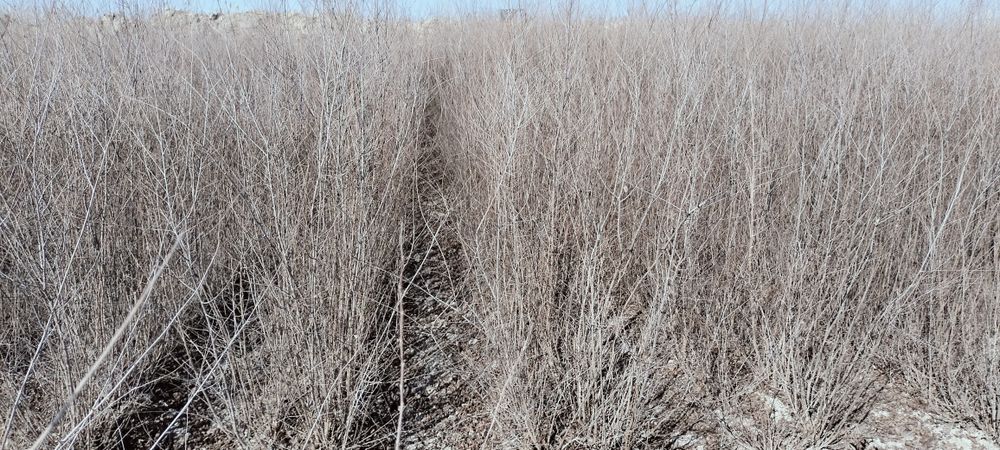 Gujum oddiy gujum sotiladi