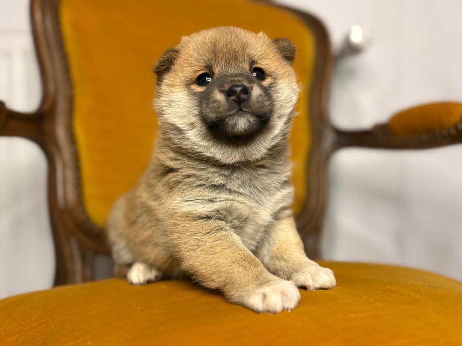 Vand fetita shiba inu