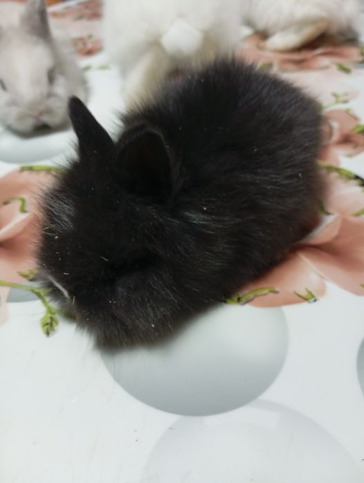 Iepurași Cap de Leu disponibili – 1,5 luni
Se vând 5 iepurași din rasa