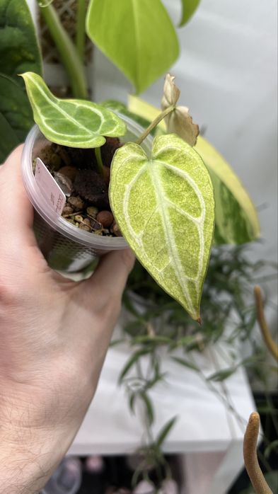 anthurium crystallinum (mint)