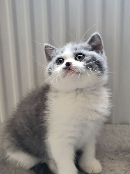 British shorthair
