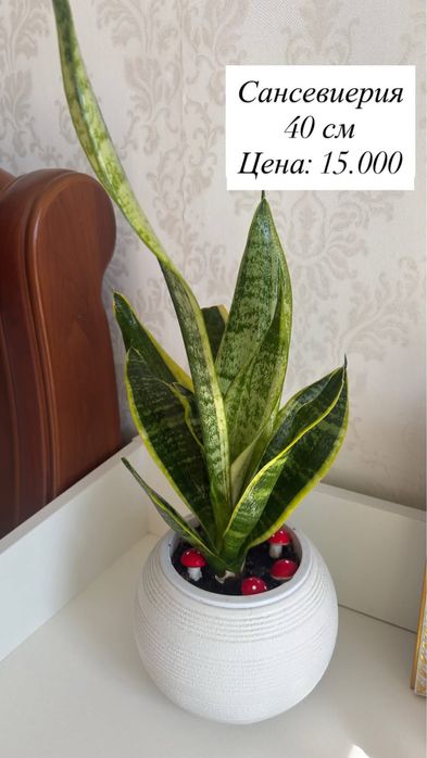 Продам домашние цветы