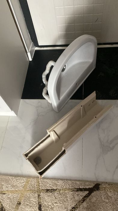 Раковина тюльпан