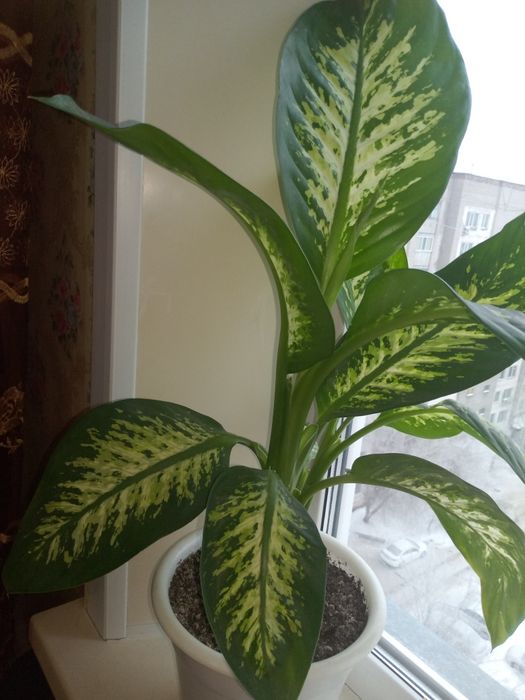 Продам цветок диффибабин