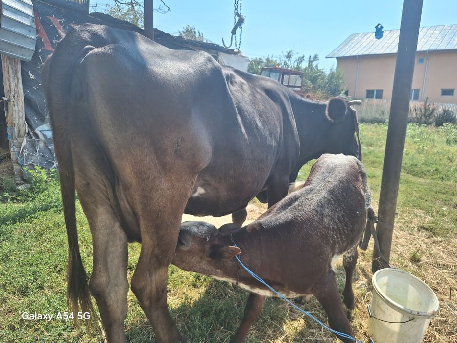 Vând vaca cu vitea belgian din monta