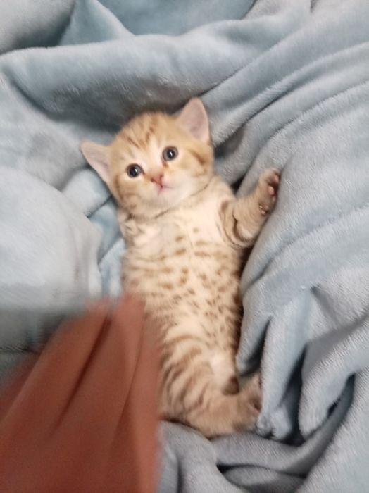 Продам котенок девочка Scottish Straight
Мама