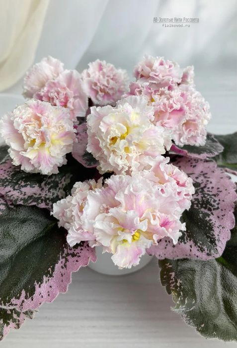 Срезы сортовых фиалок