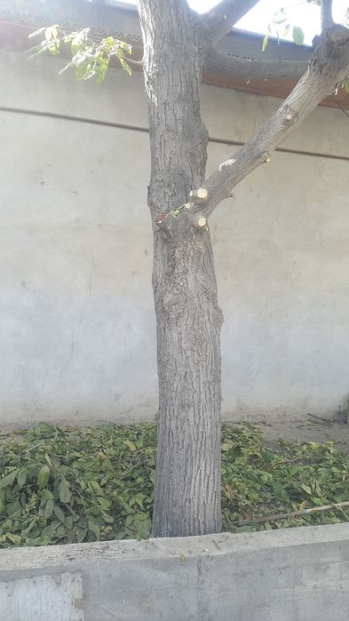 Дарахт Ёнгок 40 йиллик