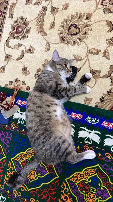 Отдам кота в хорошие руки