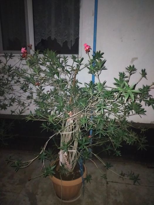 Олеандр розовый махровый