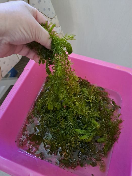 Растения для рыб