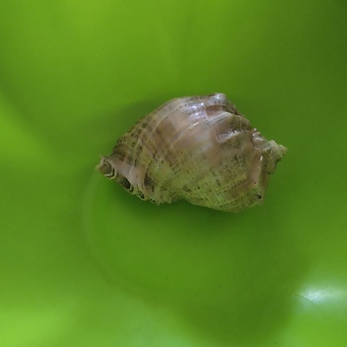 Морская ракушка.