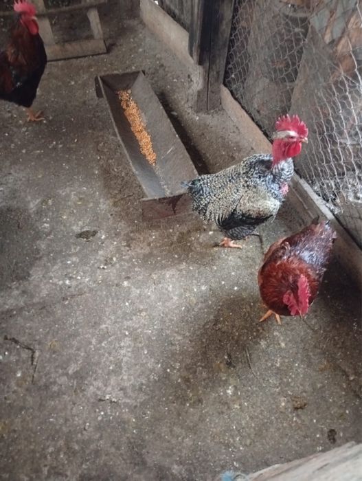 Cocos de curte(mai multe culori)