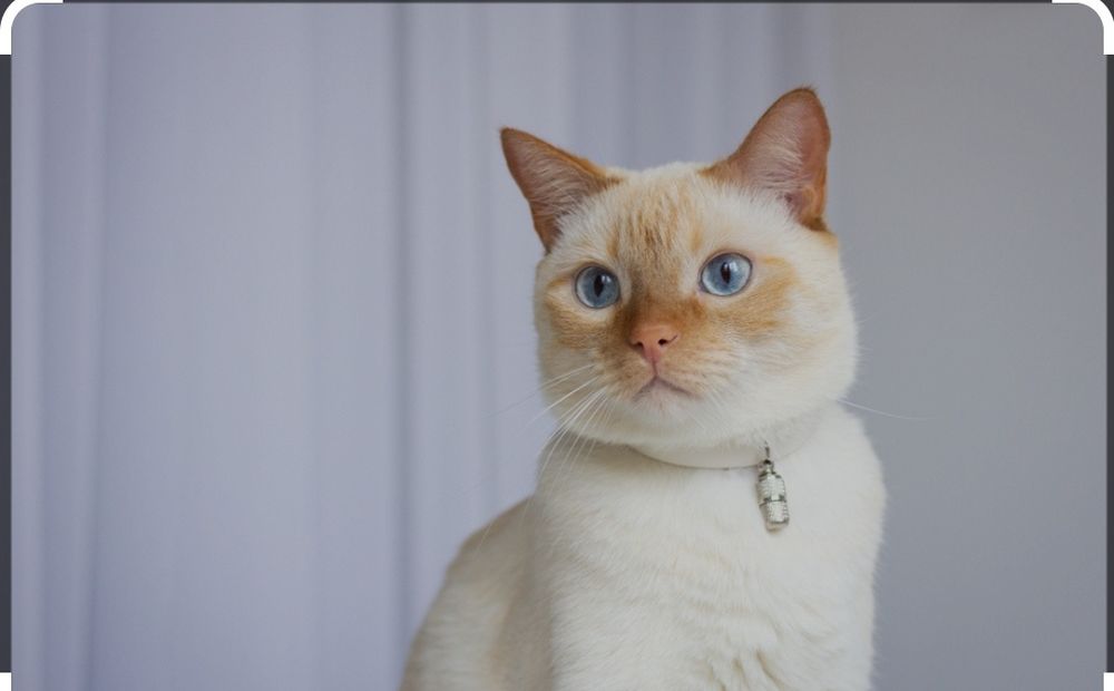 Продаю,Кошка игривый, окрас белый, парода  red point, мальчик