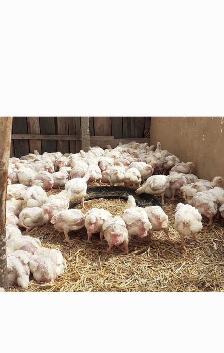 Ferma pui rasa mixta pui alb