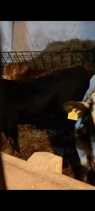 Vitei si vitele de vanzare