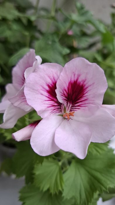 Укоренненые черенки герани и пеларгонии