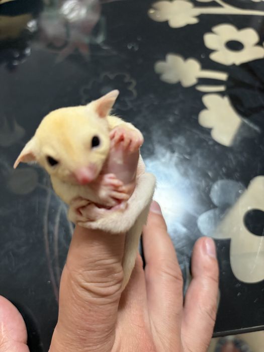 Veverita zburatoare/sugar glider/femela