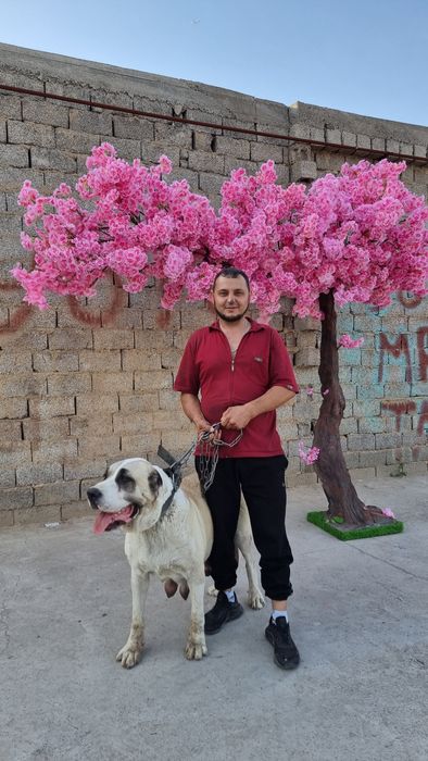 Дерева сакура yasab beramiz