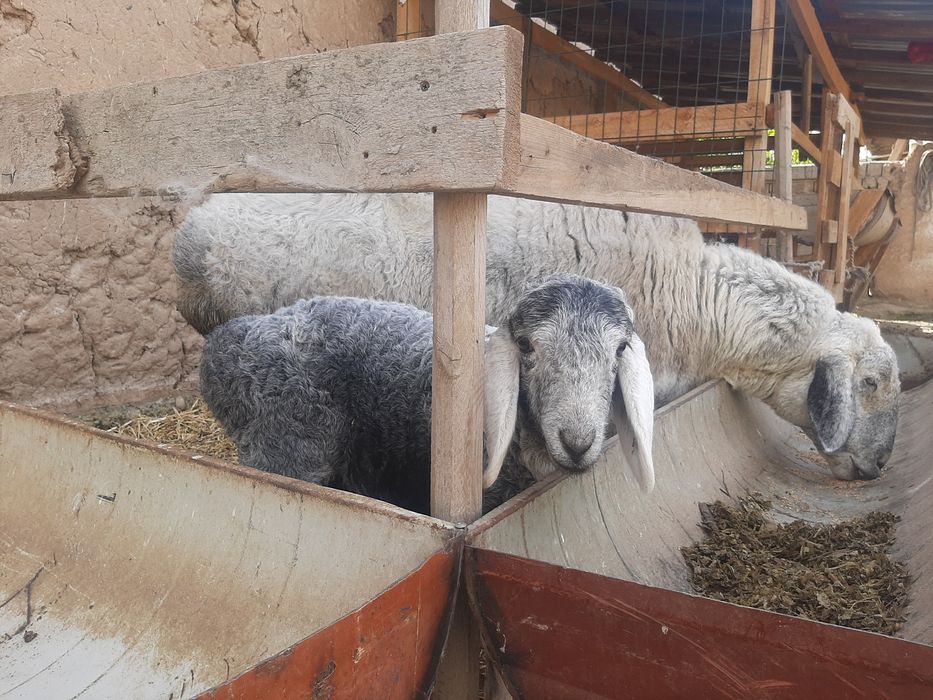 Ko'k ona bola Qirg'iziston qo'ylari