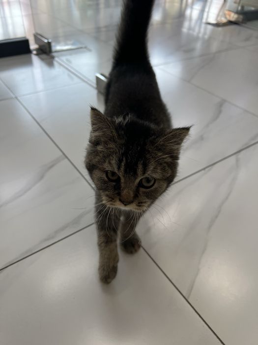 Отдам кота в хорошие руки