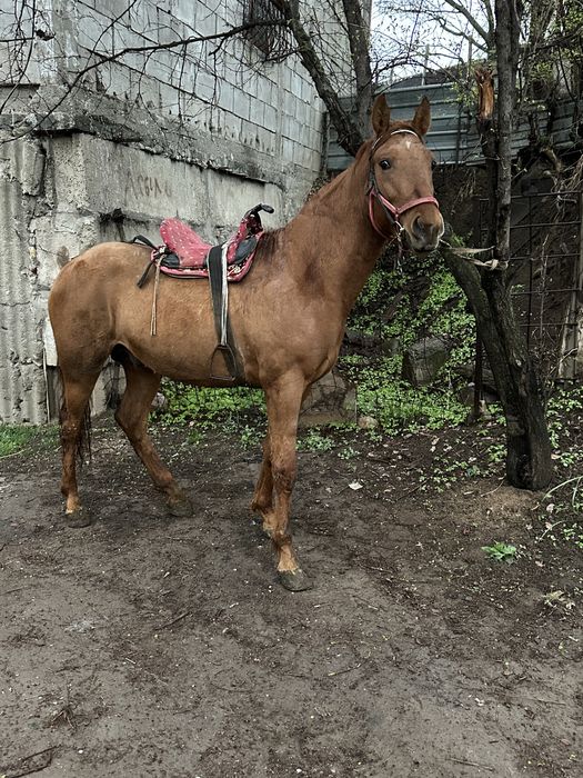 Донен сатвлад   .