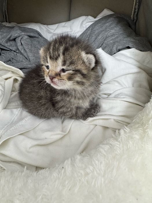 Британский котёнок.