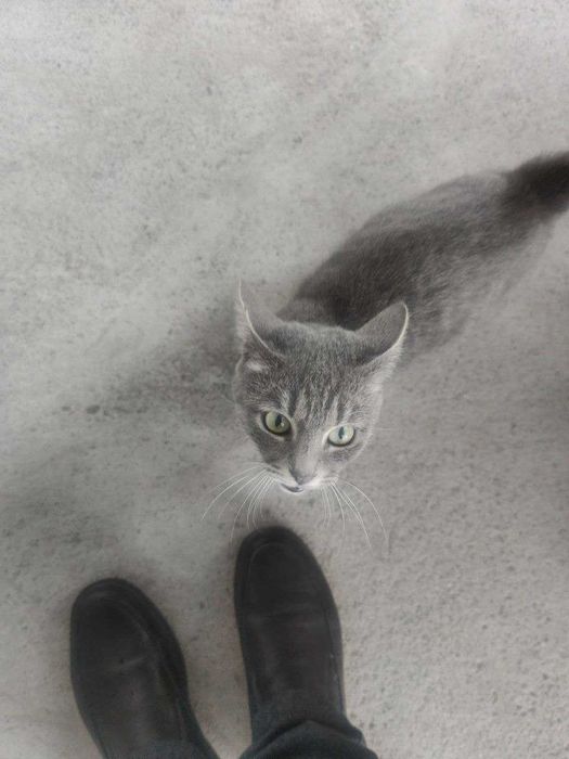 Кошка Миса девочка